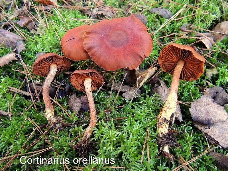 Cortinarius orellanus-amf611-2.jpg - Cortinarius orellanus ; Syn: Dermocybe orellana ; Nom français: Cortinaire couleur de rocou